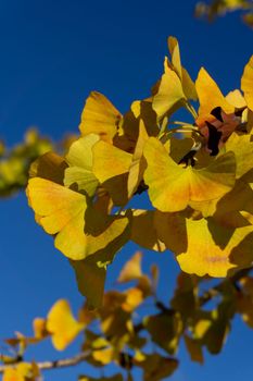 Ginkgo tree branches with autumn yellow leaves against a bright blue sky