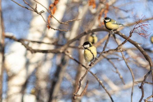 A beautiful little titmouse sits on a branch in winter and flies for food. Other birds are also sitting on the branches. Sparrows and titmice on a branch near the feeder