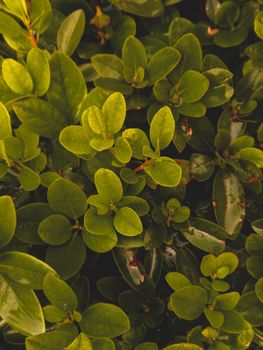 Boxwood leaf texture. Lush leaves background. Buxus Sempervirens Rotundifolia. High quality photo