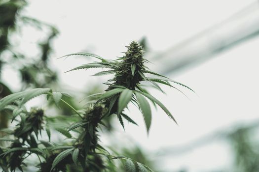 SoG hemp cultivation technique. Growing pot in groutent. Vegetative stage of marijuana growth. Medical marijuana. Background of cannabis leaves. A large amount of marijuana. Growing cannabis indoors...