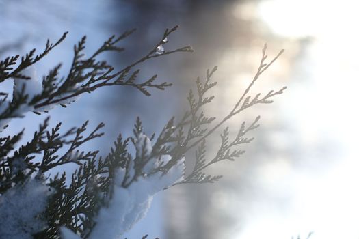 Top branches covered with snow against sunny sky, frozen trees in the forest sky background, winter background