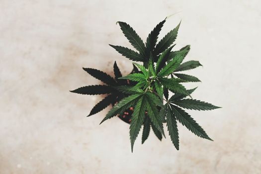 SoG hemp cultivation technique. Growing pot in groutent. Vegetative stage of marijuana growth. Medical marijuana. Background of cannabis leaves. A large amount of marijuana. Growing cannabis indoors...