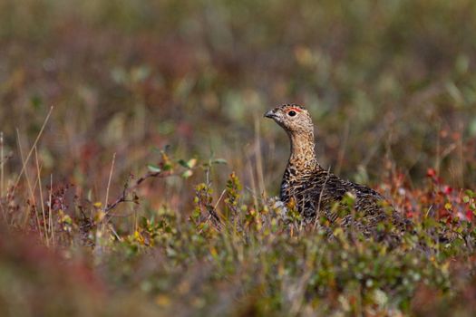 A willow ptarmigan, Lagopus lagopus, in summer searching for food among tundra willows in the Canadian arctic, near Arviat, Nunavut