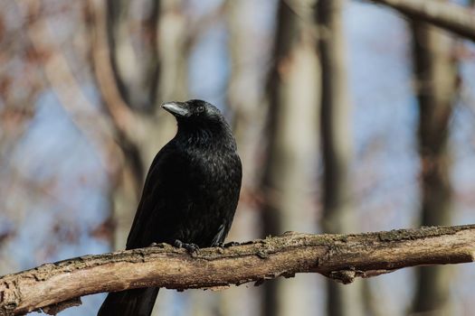 Common raven Bird, large all-black passerine bird on tree branch