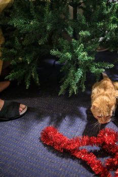 red fluffy cat sits under a christmas tree