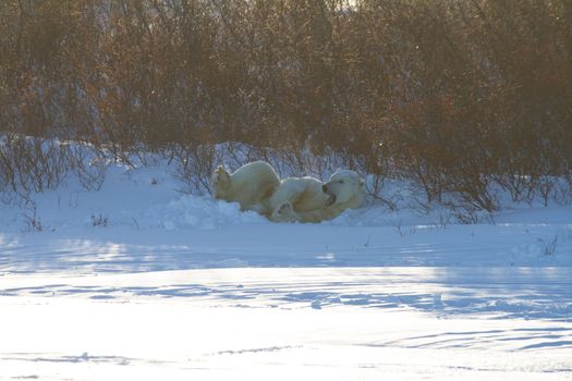 A polar bear waking up and yawning after sleeping in snow among willows, near Churchill, Manitoba Canada