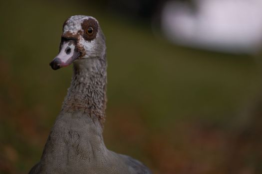 Portrait of Beautiful funny nile goose. Beautiful Egyptian goose
