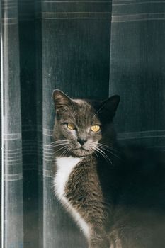 grey and white cat with yellow eyes standing looking at camera. Curtains background and sun shadows.
