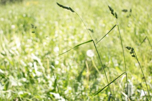 flowering ears of weeds. natural lawn in the bright sun. natural summer background with green grass