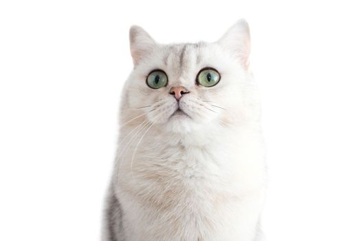 Adorable white British cat with green eyes, on a white background, looks up. Copy space