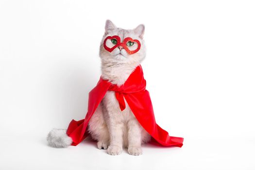 A funny white cat sits on white background, in a red mask in the form of hearts and a red cape, looks at camera. Close up. Copy space