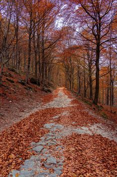 Red forest in autumn at Colle del Melogno in Liguria, Italy. Foliage.