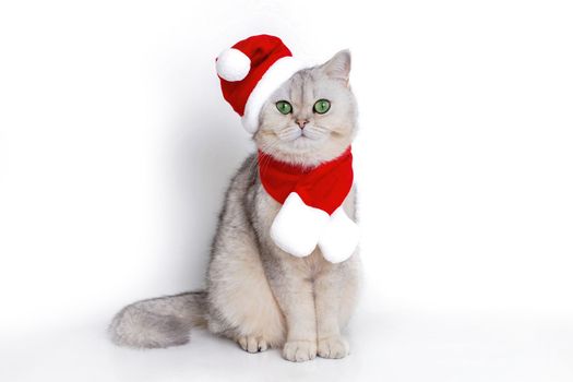 a cute white cat, sits in the red cap of Santa Claus and red scarf isolated on white background. Close up. Copy space