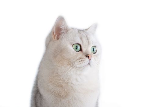 a white British cat with green eyes on a isolated white background looks to the side. copy space