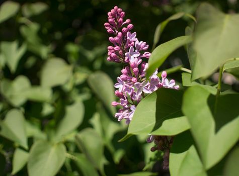 Flower background - lilac flowers in spring garden . High quality photo