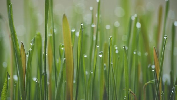 Young sprouts of grass with dew. Close-up view