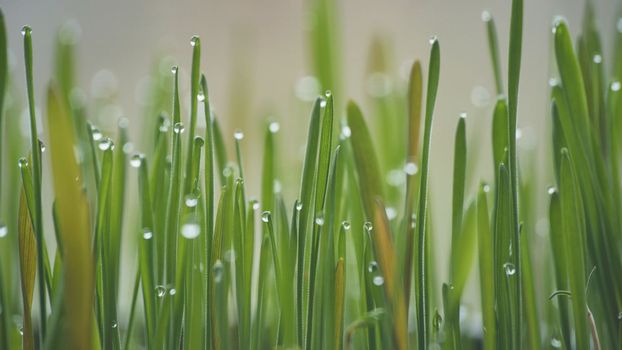 Young sprouts of grass with dew. Close-up view