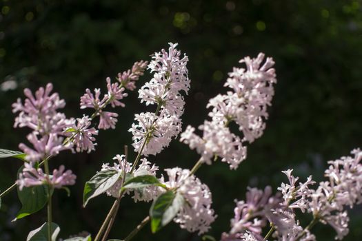 Flower background - lilac flowers in spring garden . High quality photo