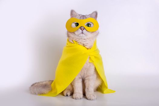 Funny white cat in a yellow superhero costume: yellow mask and cape, sits on white background, look at camera