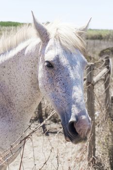 Portrait of a white horse on a farm on a sunny day