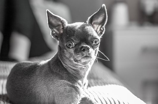 A close-up image shows a cute chihuahua puppy of a domestic mammal breed lying relaxing on a bed. Pets are resting, sleeping. A touching and emotional portrait. Dog ears, eyes and muzzles