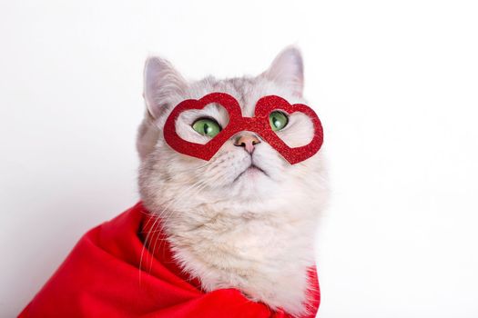 Portrait of a cute white cat in a red mask in the form of hearts and a red cape, looks up. Close up. Copy space