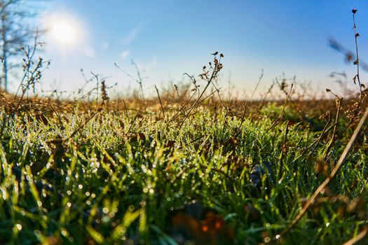 tiny drops of water that form on cool surfaces at night, when atmospheric vapor condenses. Morning dew on green grass shining in the sun. High quality photo