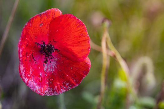 Close up photo of beautiful red Poppy flower on meadow