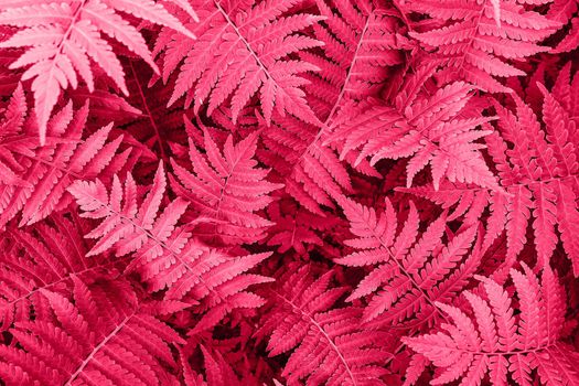 Fern leaves close-up as background. Color of year 2023, viva magenta. Horizontal orientation, selective focus, soft focus, top view.