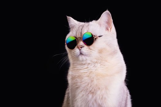 Studio portrait of a adorable white British cat in blue sunglasses on a black background, looking away. Close up. Copy space