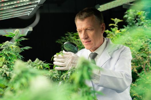 Scientist inspect gratifying bud on cannabis plant with magnifying glass. Cannabis plantation in curative indoor farm for high quality of medicinal cannabis product. Marijuana farm in grow facility.