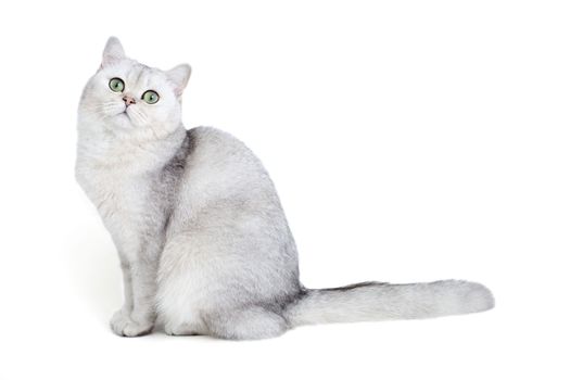 Beautiful white british cat, chinchilla color, sitting isolated on white background