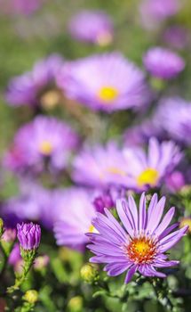 Beautiful blue flowers Sapphire Mist.Aster in autumn garden