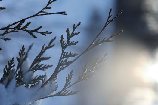 Top branches covered with snow against sunny sky, frozen trees in the forest sky background, winter background
