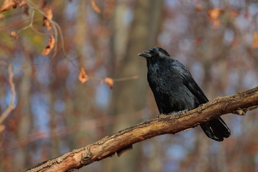 Common raven Bird, large all-black passerine bird on tree branch