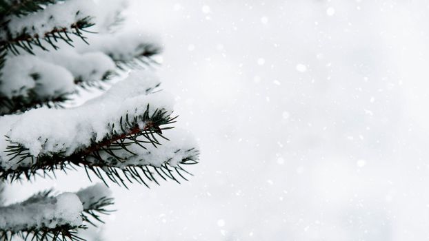 Winter background. Branches of trees in the snow on a white background. Close-up. Snowfall, snowflakes. Branches of spruce in the snow. Copy space. Template for winter, holiday, Christmas greetings.