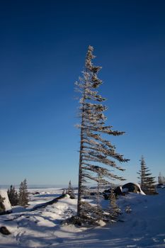 A lonely white spruce tree, Picea glauca, standing in snow in the tundra with the needles and branches stripped off the windward face, near Churchill, Manitoba, Canada