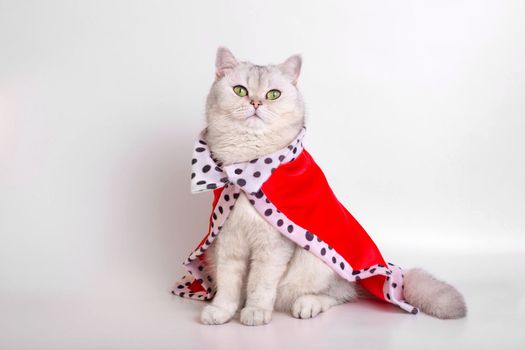 A luxurious calm white cat with green eyes in a red royal mantle , sitting on a white background. Copy space