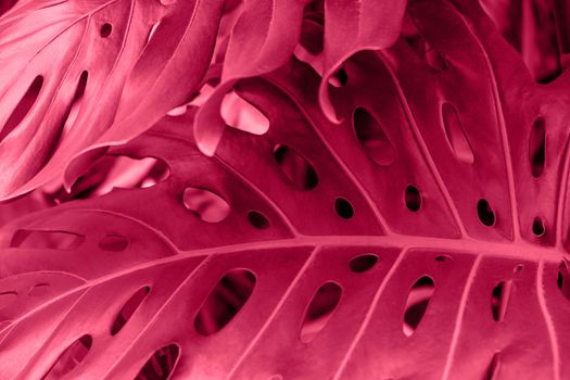 Close-up of a leaf of a tropical monstera plant. Color of year 2023 Viva magenta.. Decorative indoor plants. Selective focus.