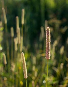 Flowers of plantain in early morning sun. Seeds In Bokeh. High quality photo