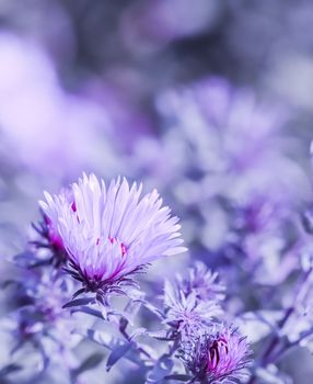 Beautiful blue flowers Sapphire Mist Aster with a bee in autumn garden