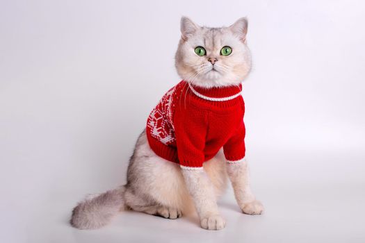 adorable white cat in a red sweater, sitting on a white background, looking at camera. Close up. Copy space