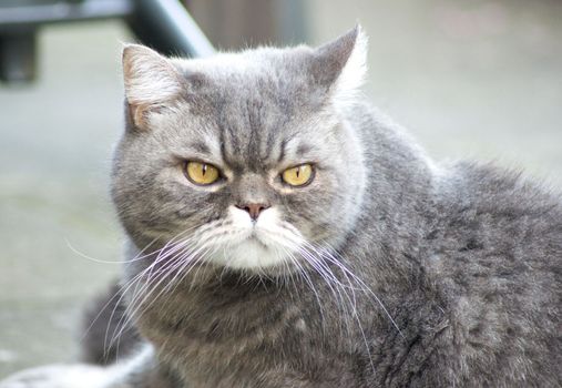 close-up portrait of a sad gray british cat with yellow eyes, favorite pet, High quality photo