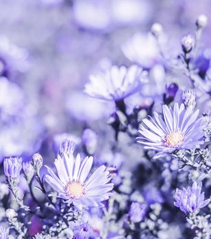 Beautiful blue flowers Sapphire Mist Aster with a bee in autumn garden