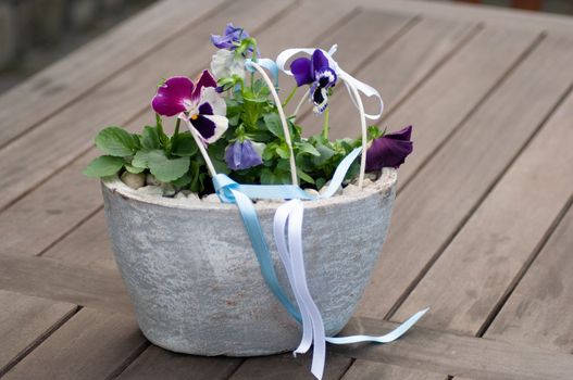beautiful flower bed bouquet of white pansies in a container with satin ribbons wedding decorations. High quality photo