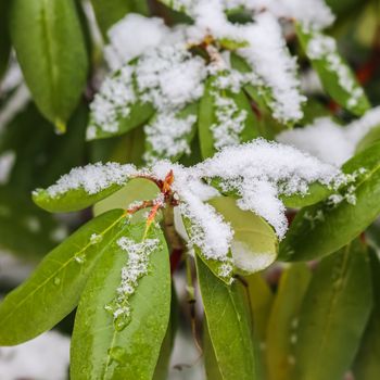 Rhododendron branch covered in fresh white snow. Winter setting