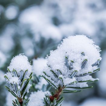 Picturesque branch of Korean fir with fresh white snow. Winter background