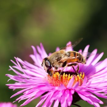 Worker bee on pink aster flowers in autumn garden on a sunny day