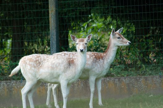 beautiful little beige deer in the zoo,small cattle farm, High quality photo