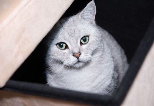 gray scottish kitten with green eyes peeks curiously out of the box, pets in the room Curious cat explores new territories, High quality photo